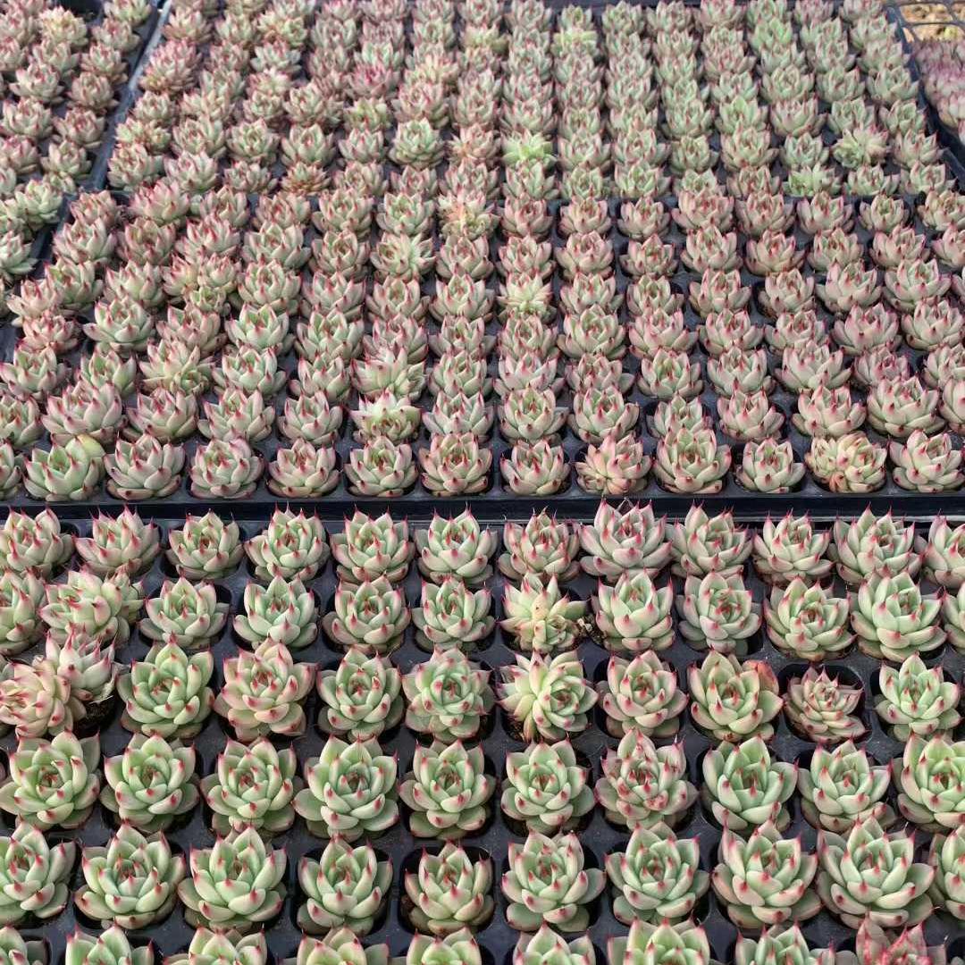 25435 トスカーナ