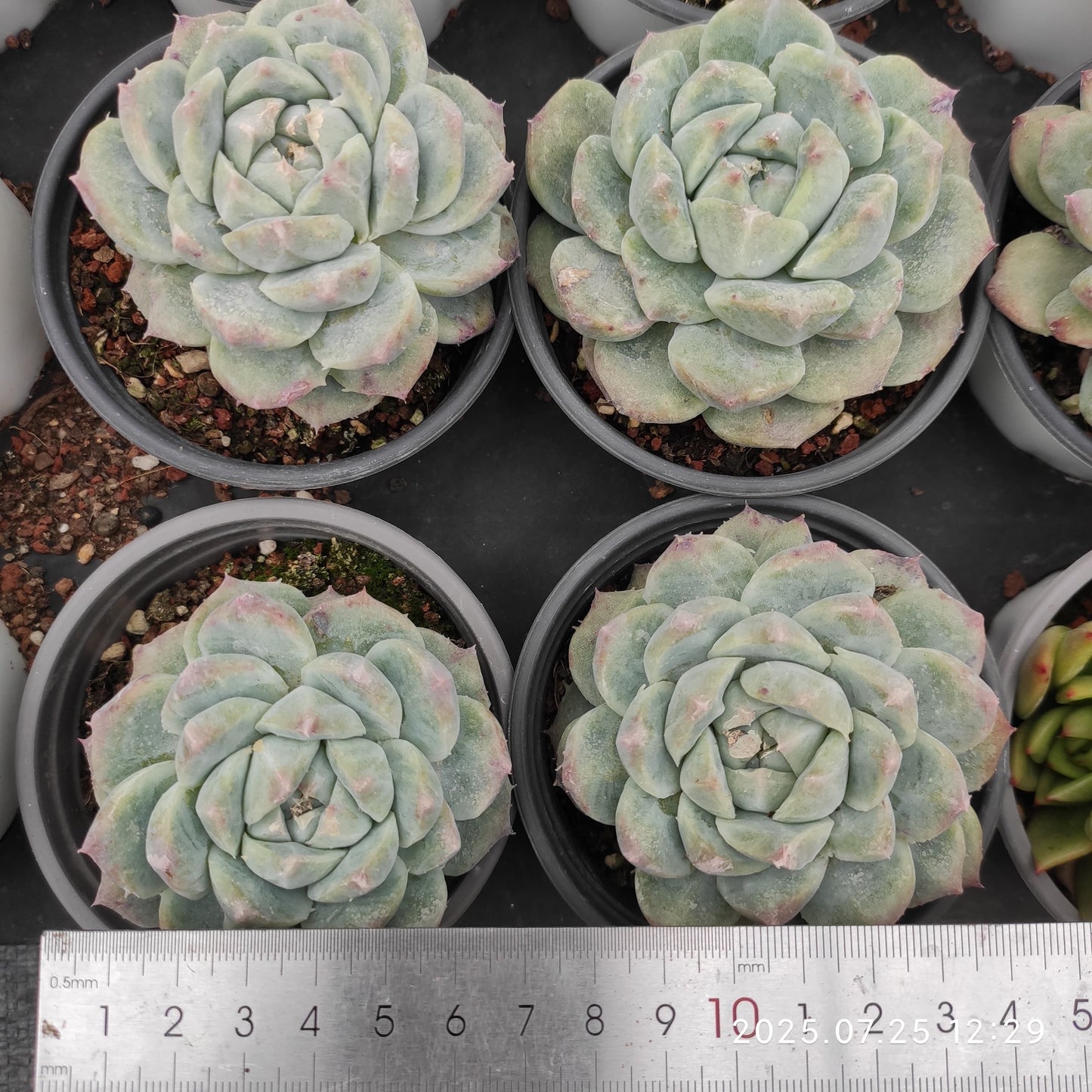 NGN779 アイスマウンド(9cm pot)