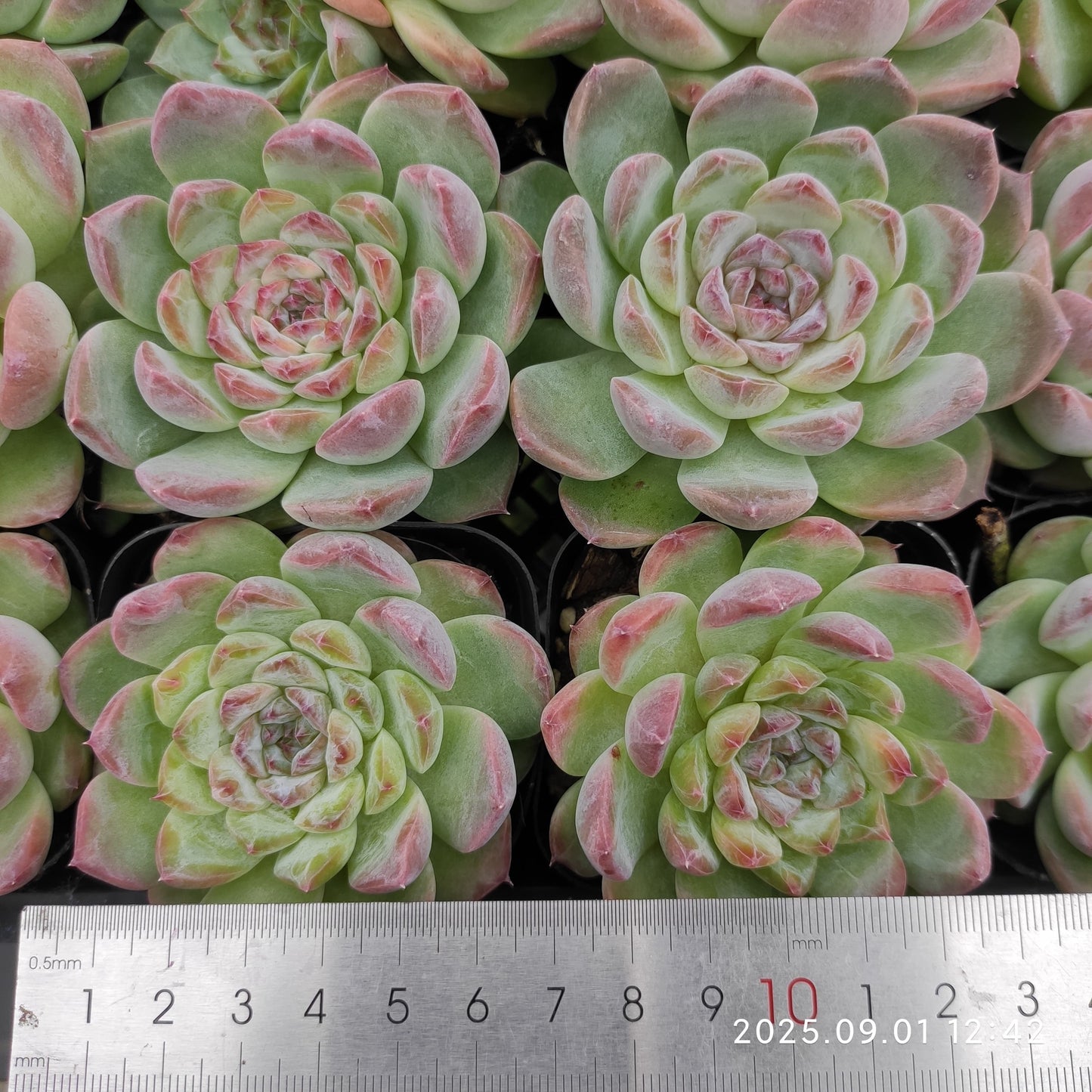 QN849 アイス(6.5cm pot)
