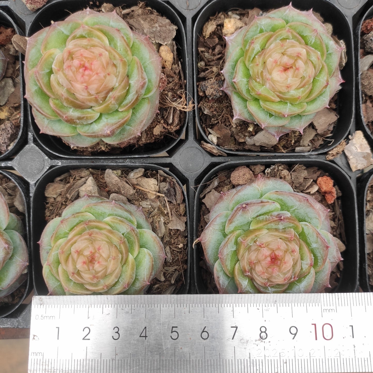 10313 リップグロス(6.3cm pot)