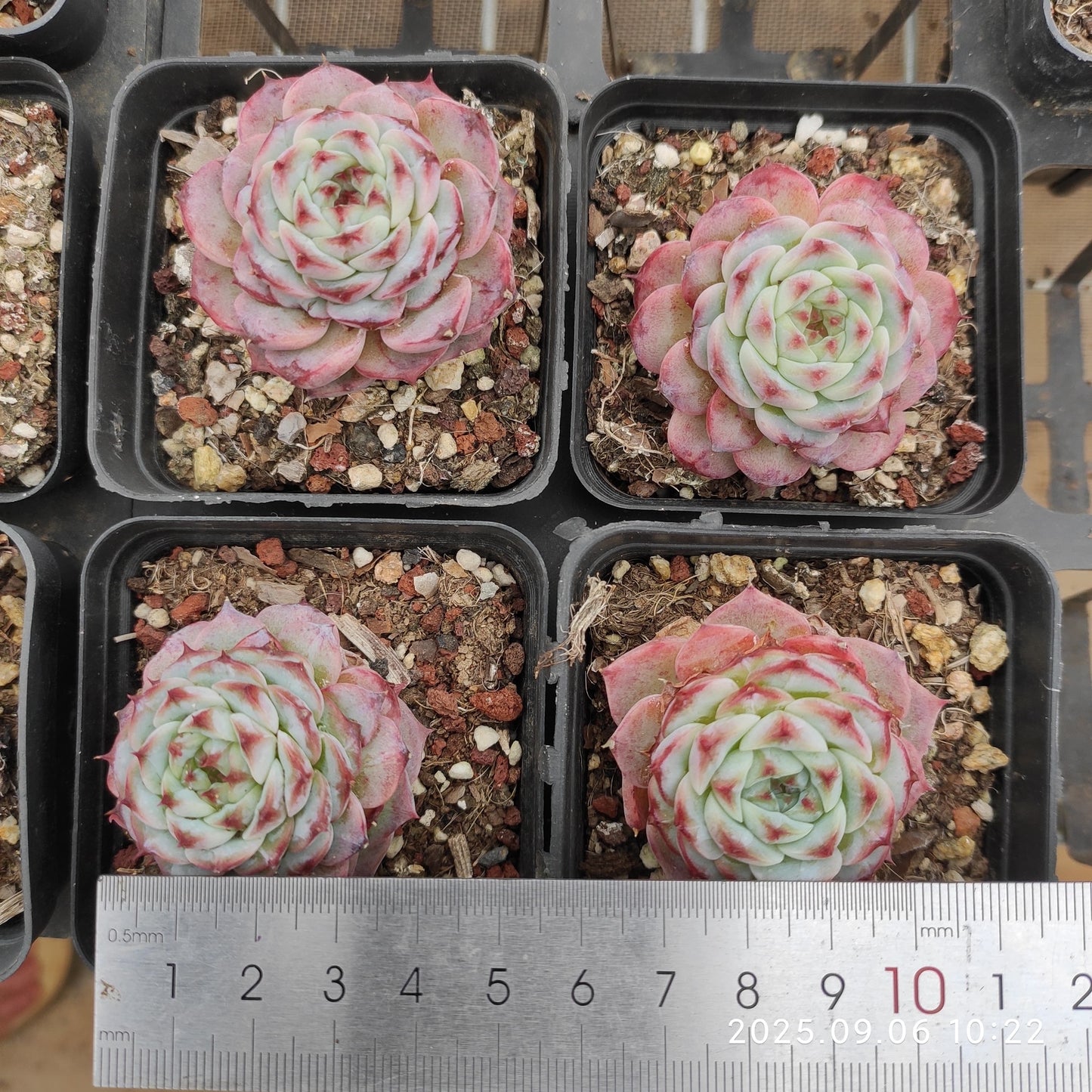 RC025 レッドベルベット(7cm pot)