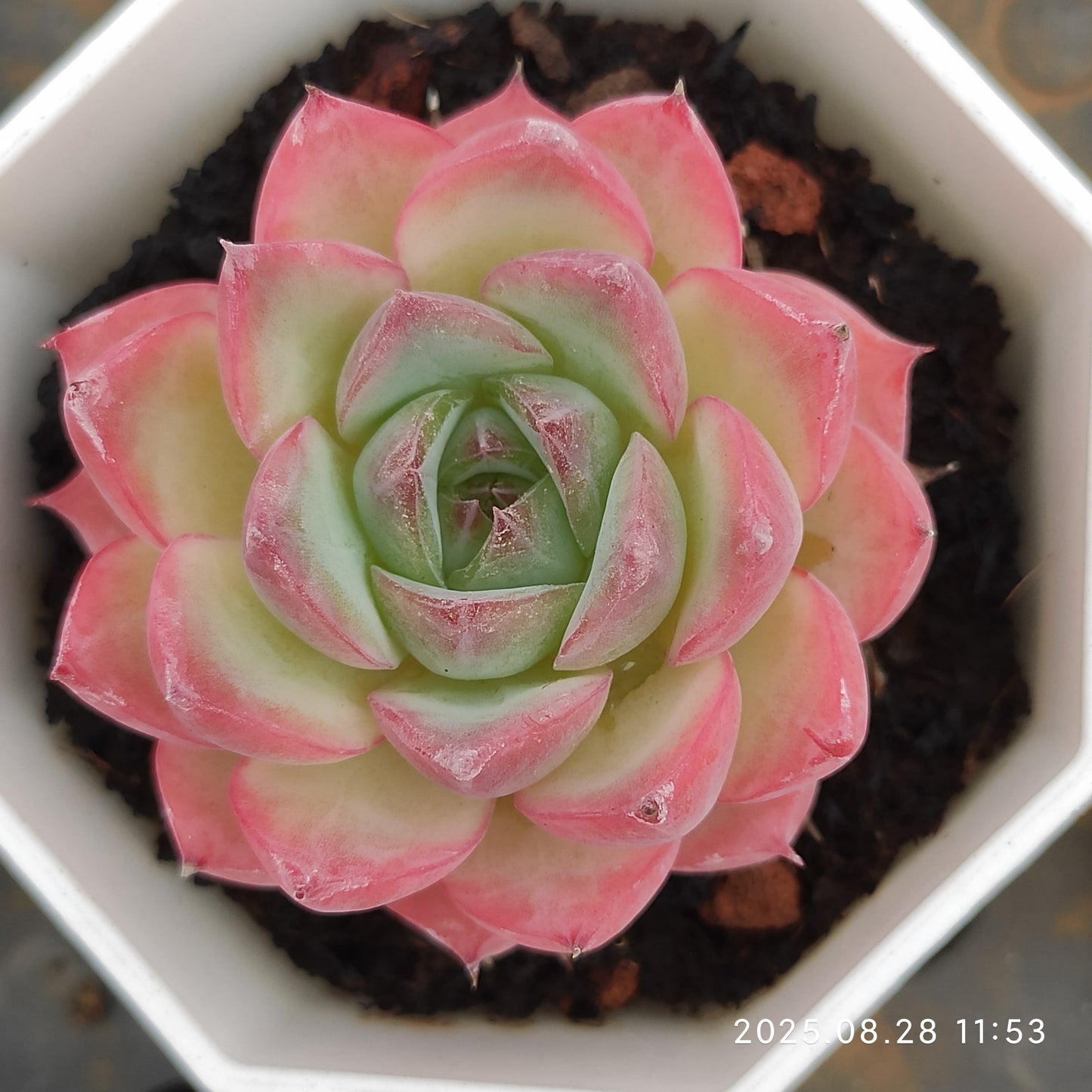 YBB023 ピンククリスタルローズ(7cm pot)