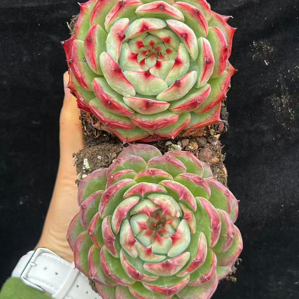 BL2067 リンゼイ(12cm pot)