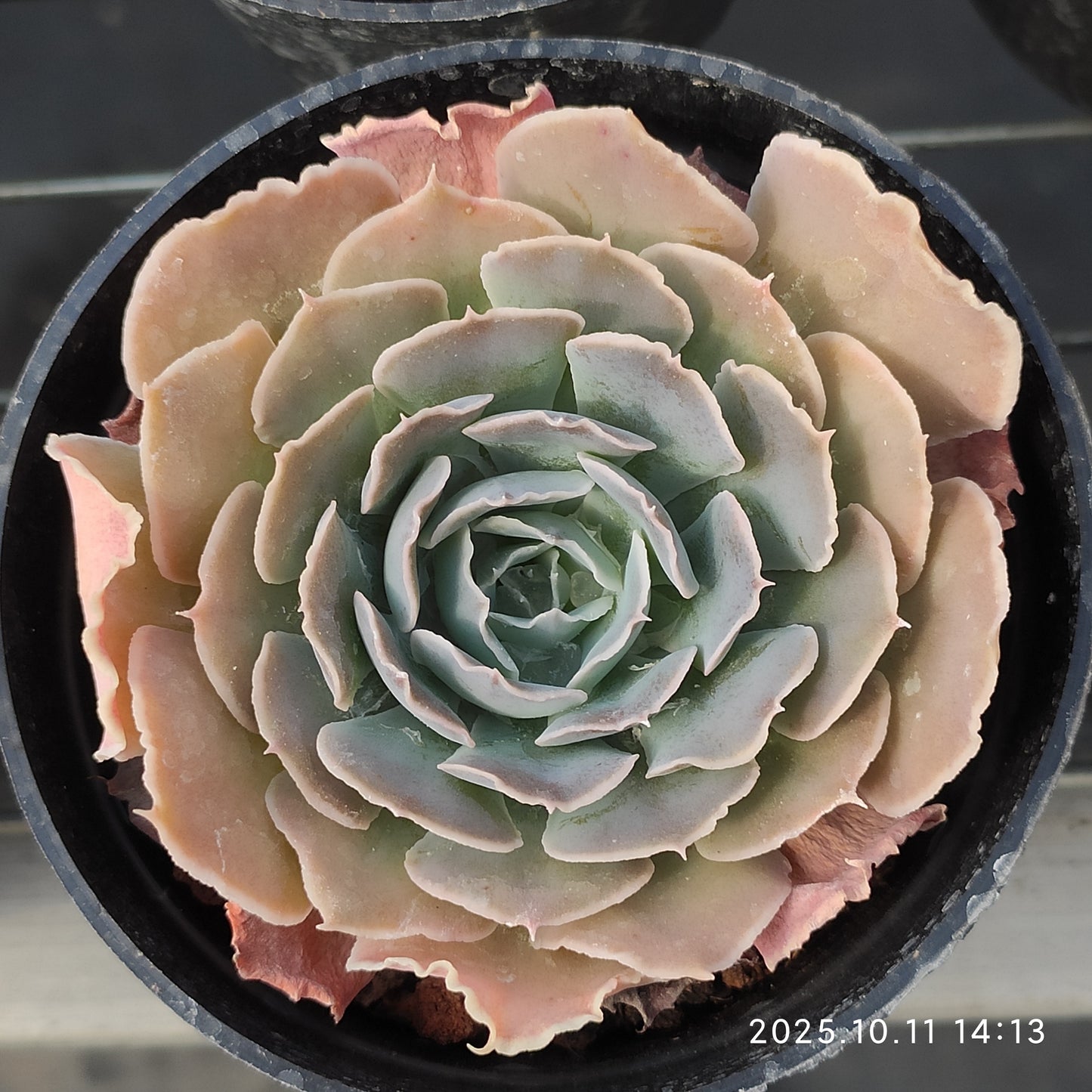 TPKM051 スワンレイク(白鳥の湖)(7cm pot)