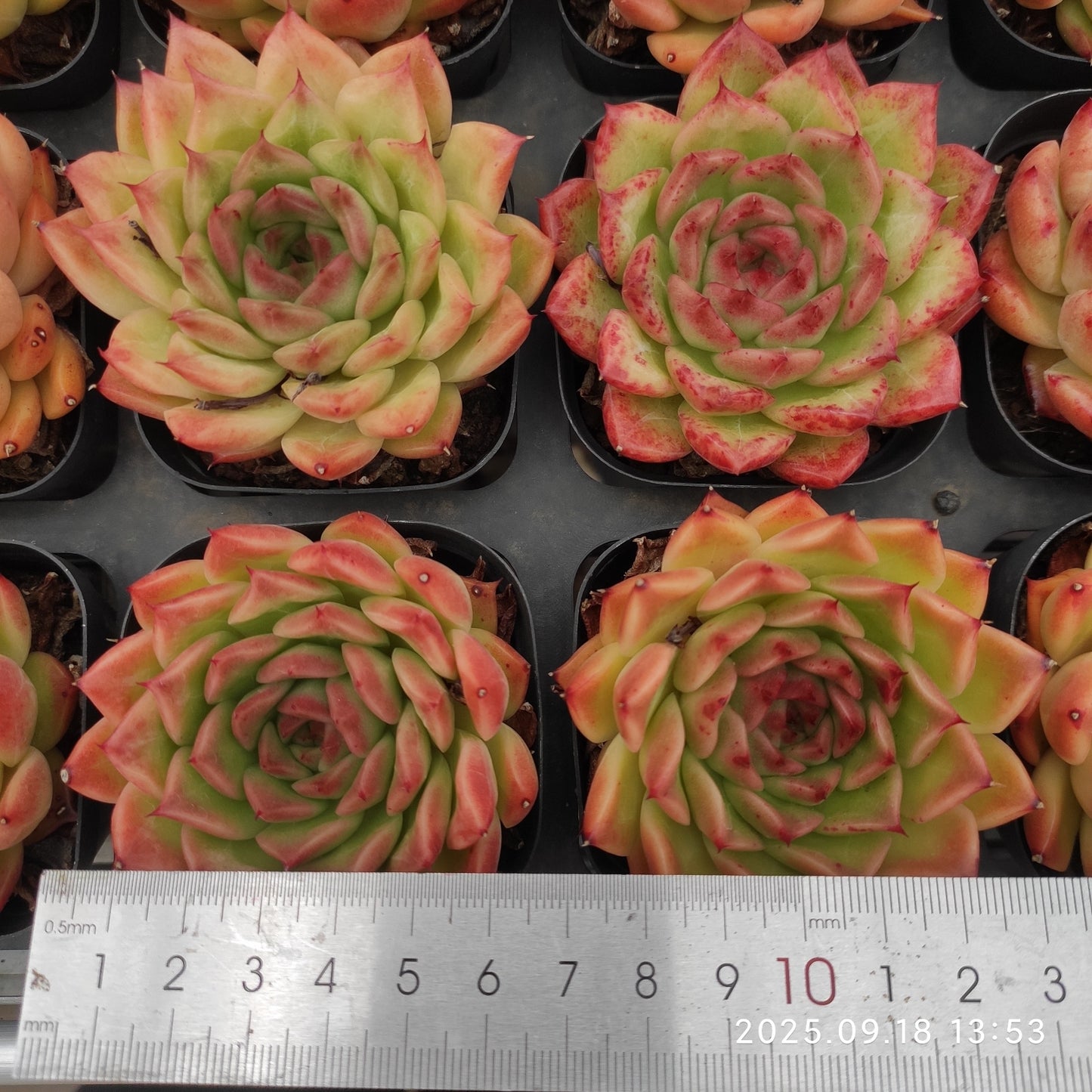 LMM432 グラドネス(6.5cm pot)