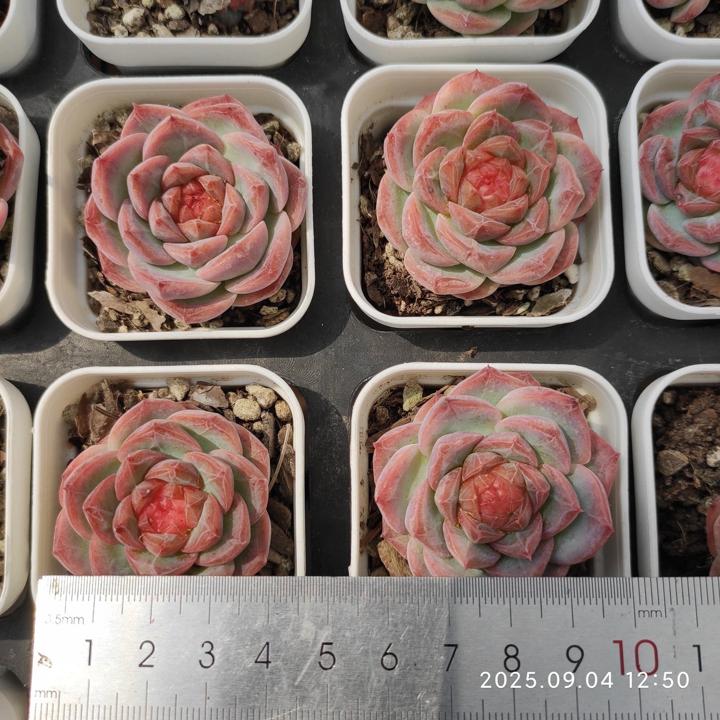 MMY1164 リップグロス(5.5cm pot)