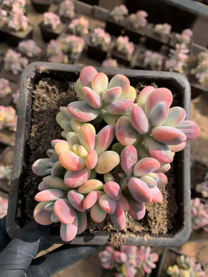 26580 オルビキュラータ錦