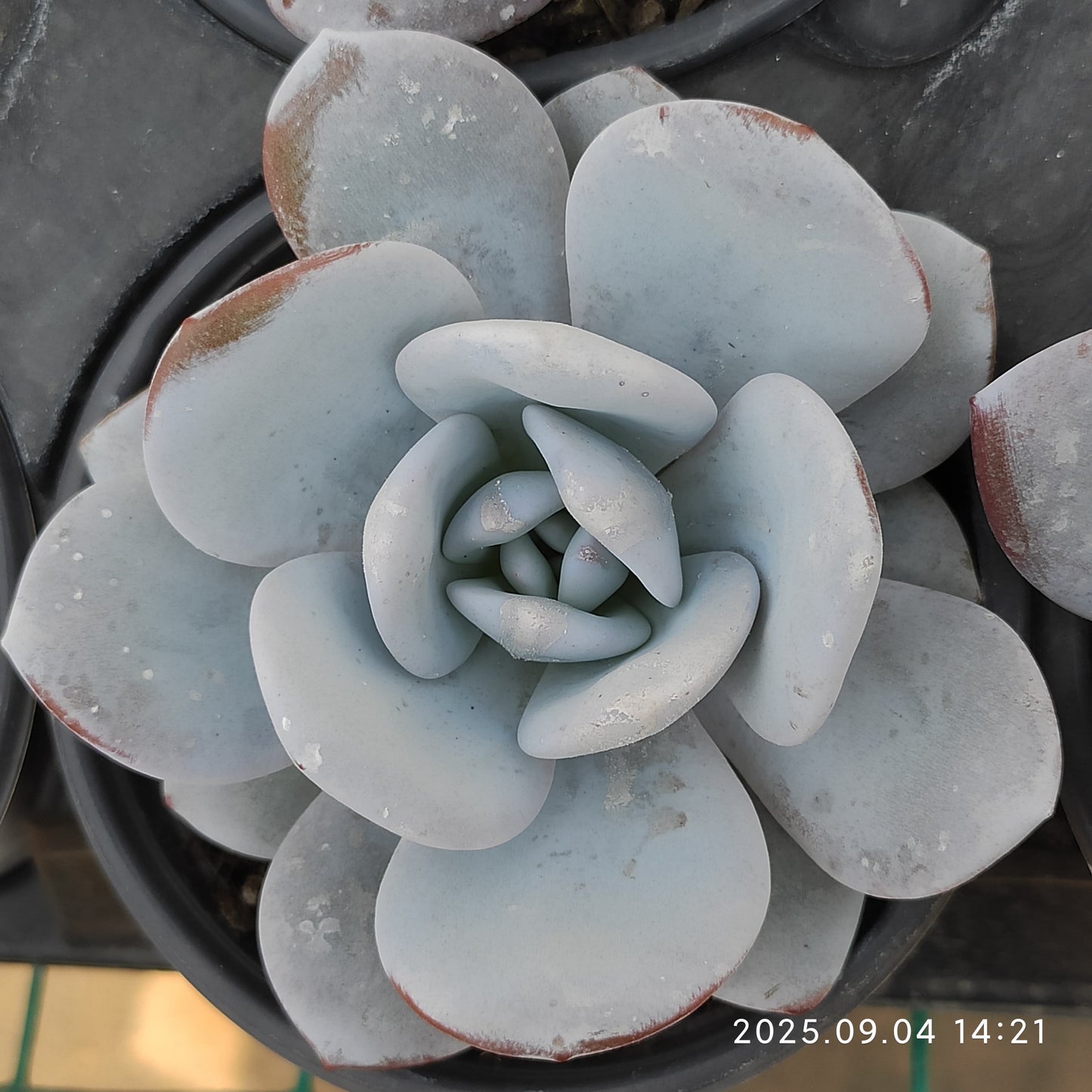 MMY175 ラウイ(9cm pot)
