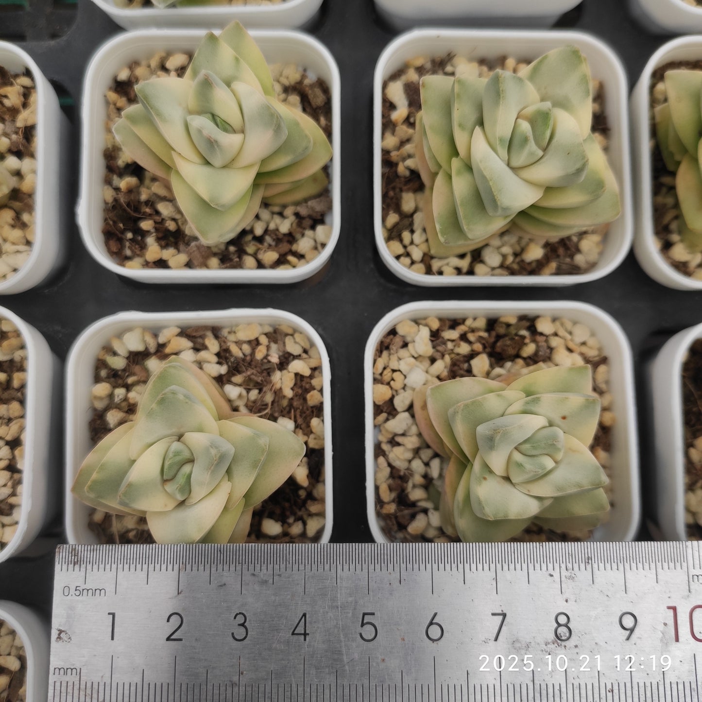 MMY649 ムーングロウ錦(5.5cm pot)