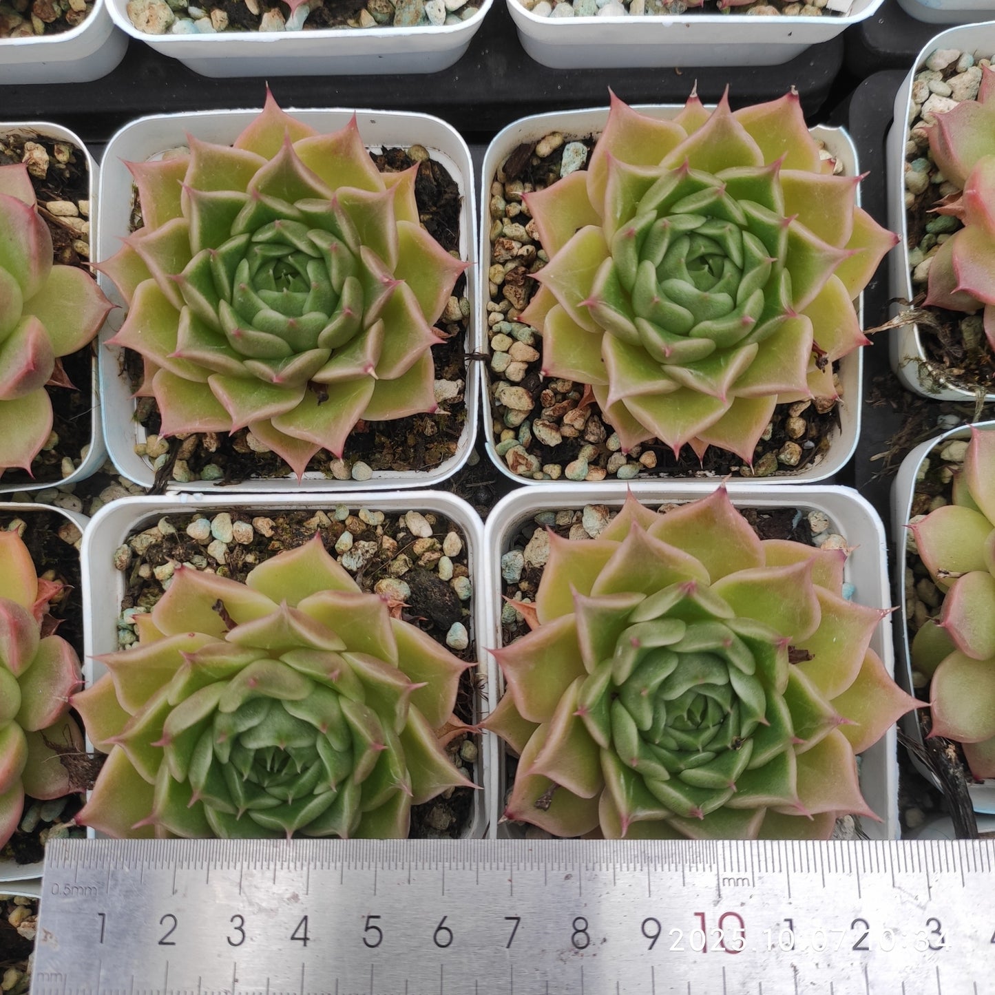 XQ1436 シマランスHyb(7cm pot)