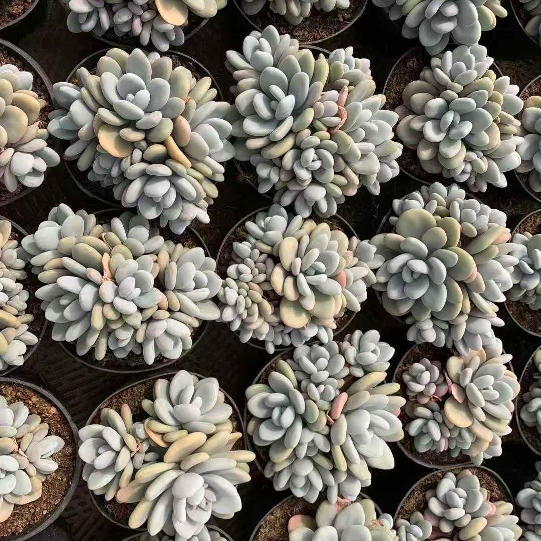 259681 クラウドチーズ