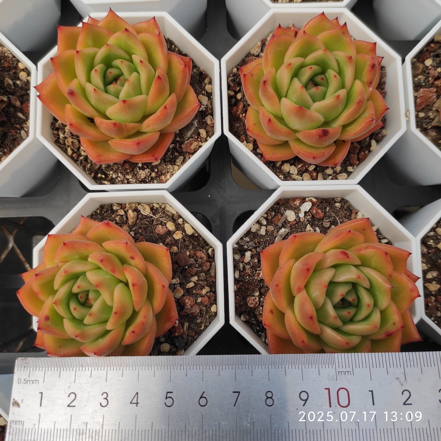 WWA394 シャンパンHyb(7cm pot)
