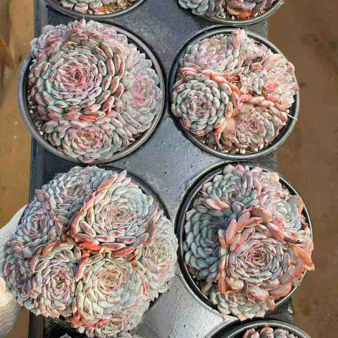 24801 チャビー スター