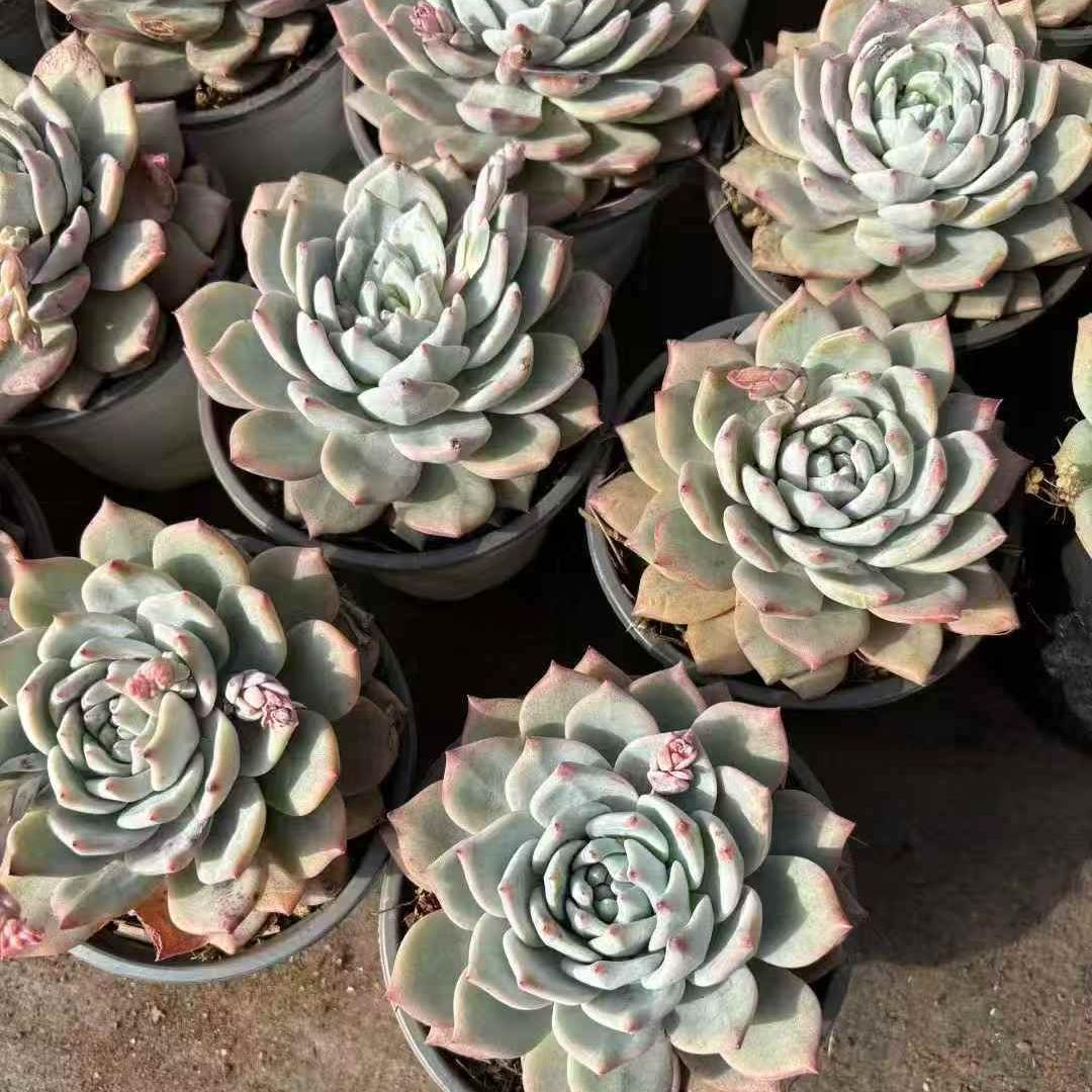 261091 ブルーバード