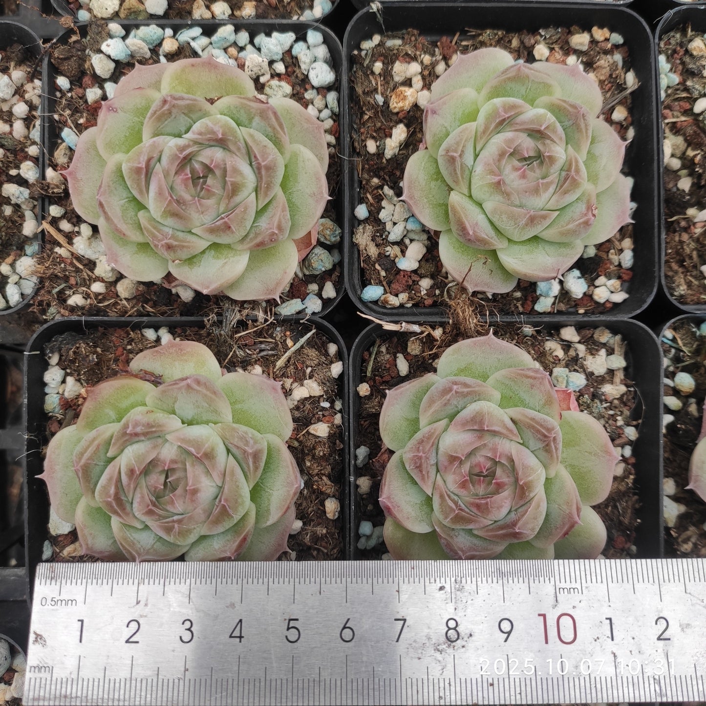 XQ1439 アイス スピリットHyb(7cm pot)