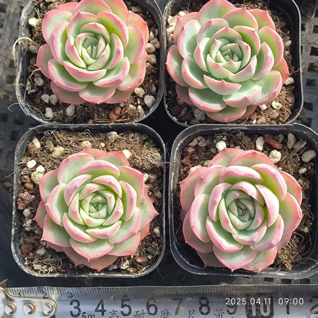 RDD182 シルエット (6.5cm pot)