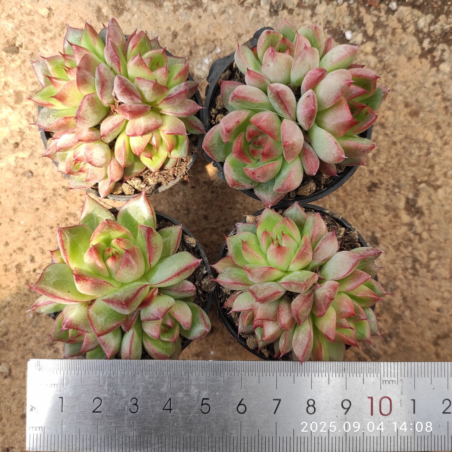 MMY1291 ドリームクイーン(5.5cm pot)