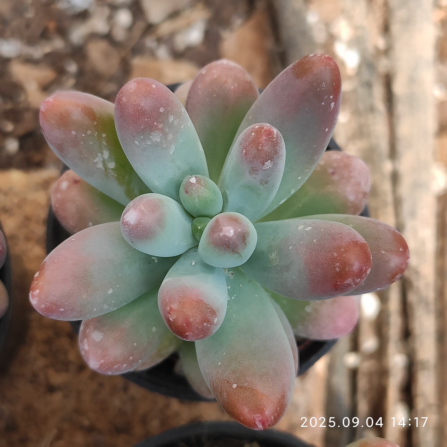 MMY1246 ファット スター(5.5cm pot)