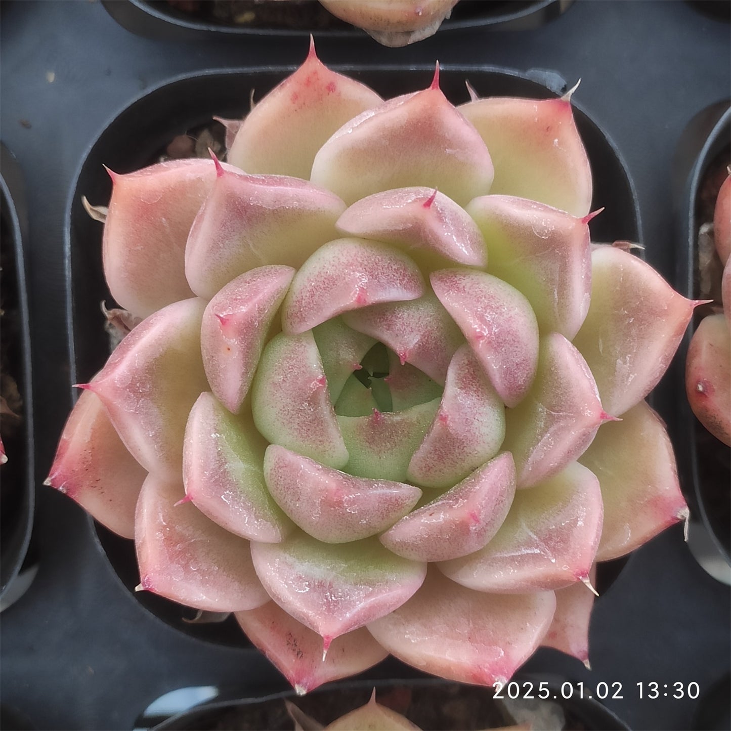 LMM300 マルガン(6.5cm pot)