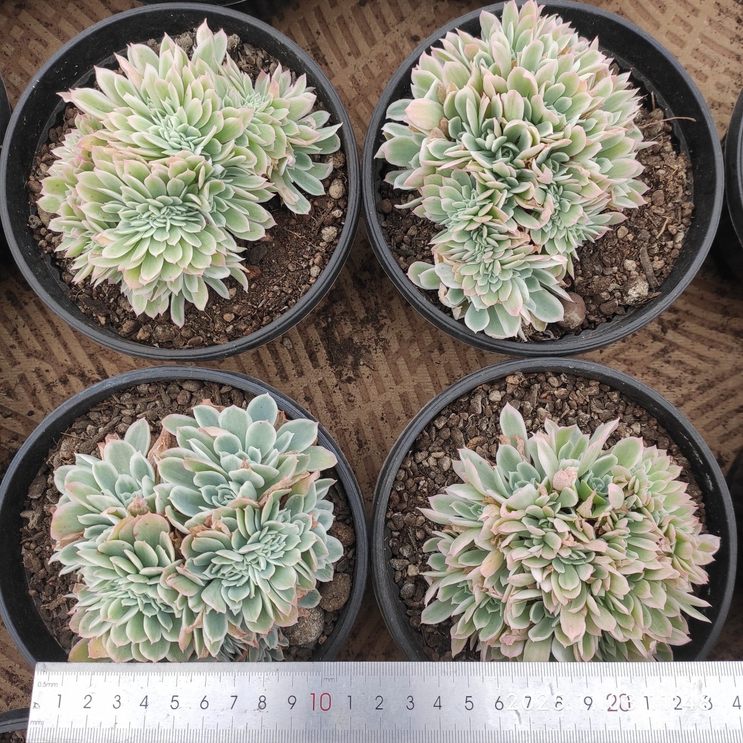 22330 レモン ローズ錦綴化(16cm pot)