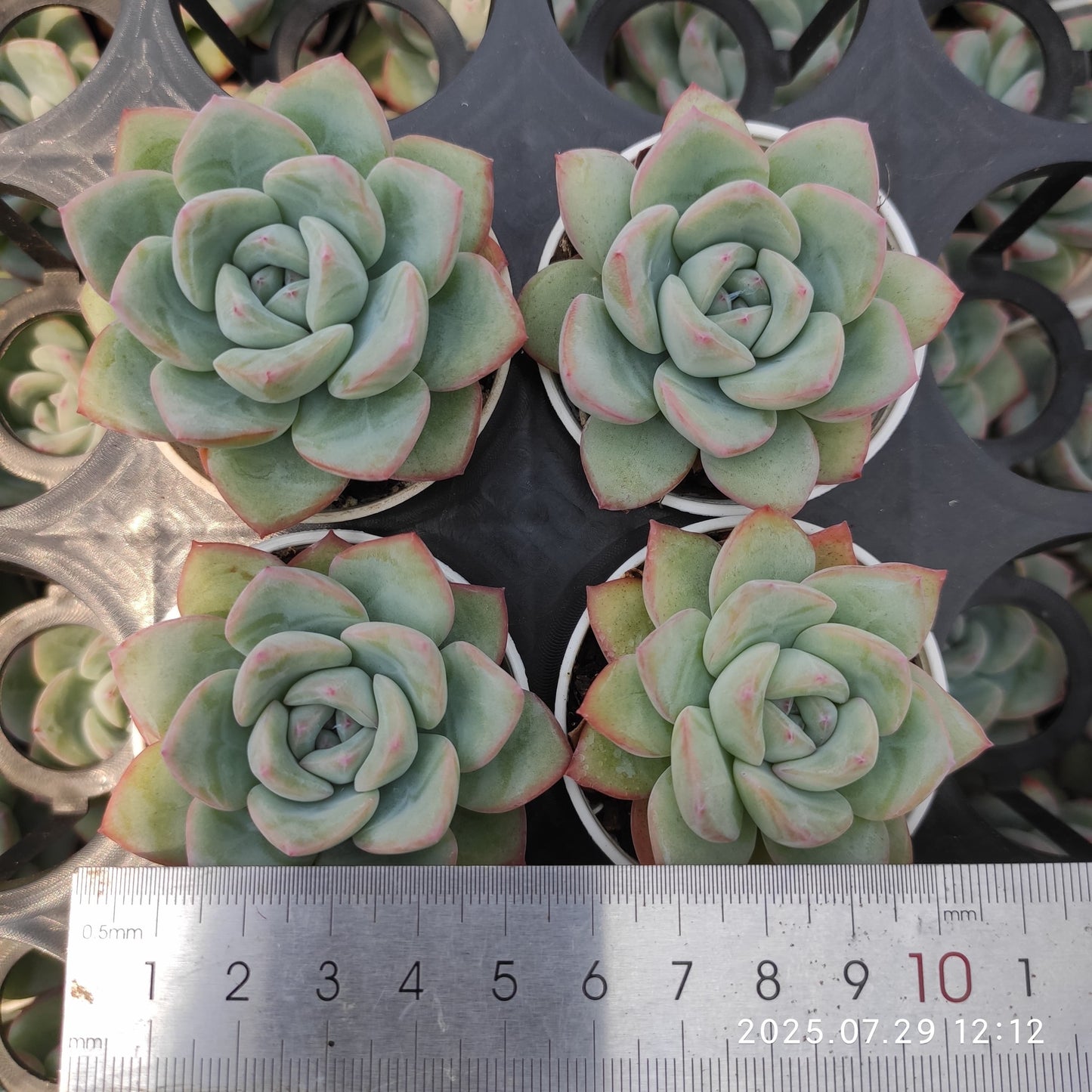 ZZA259 アマビレ(5.5cm pot)