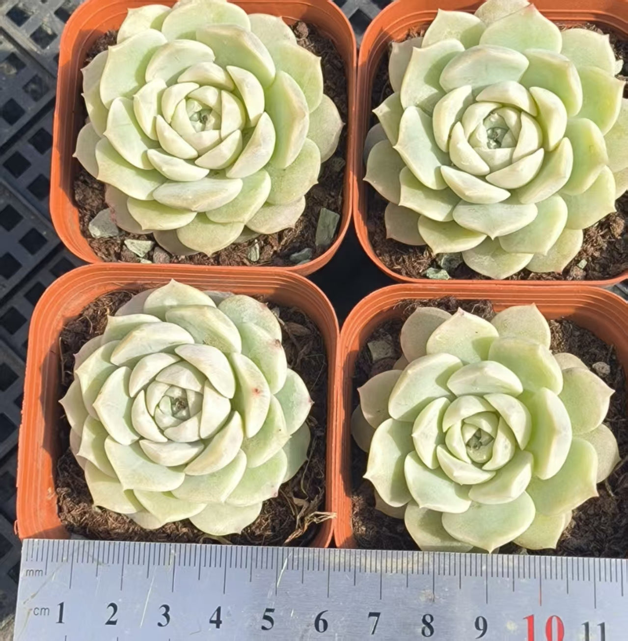 LYC179 シェリー (6.5cm pot)
