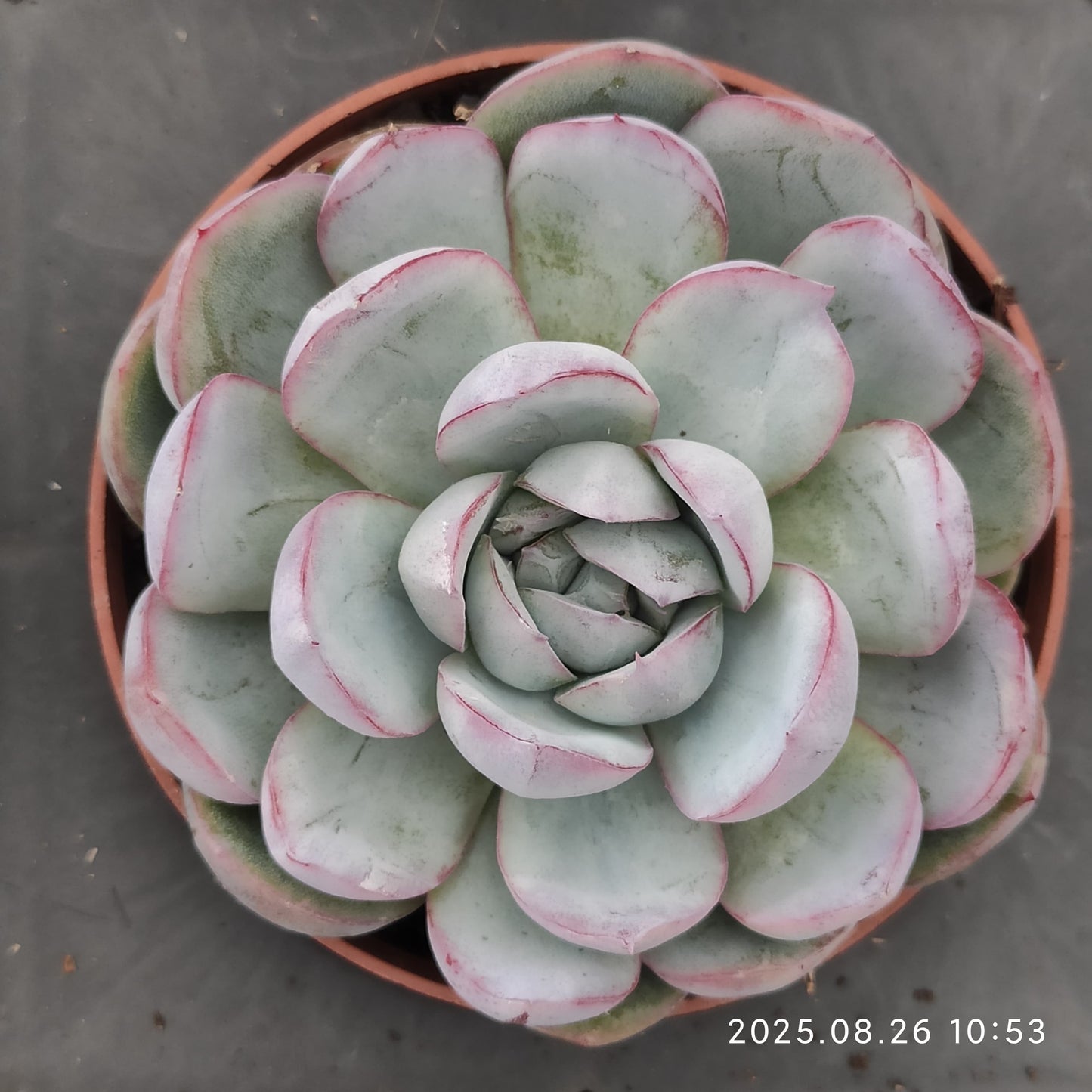 XY189 アイス ピュア (7cm pot)