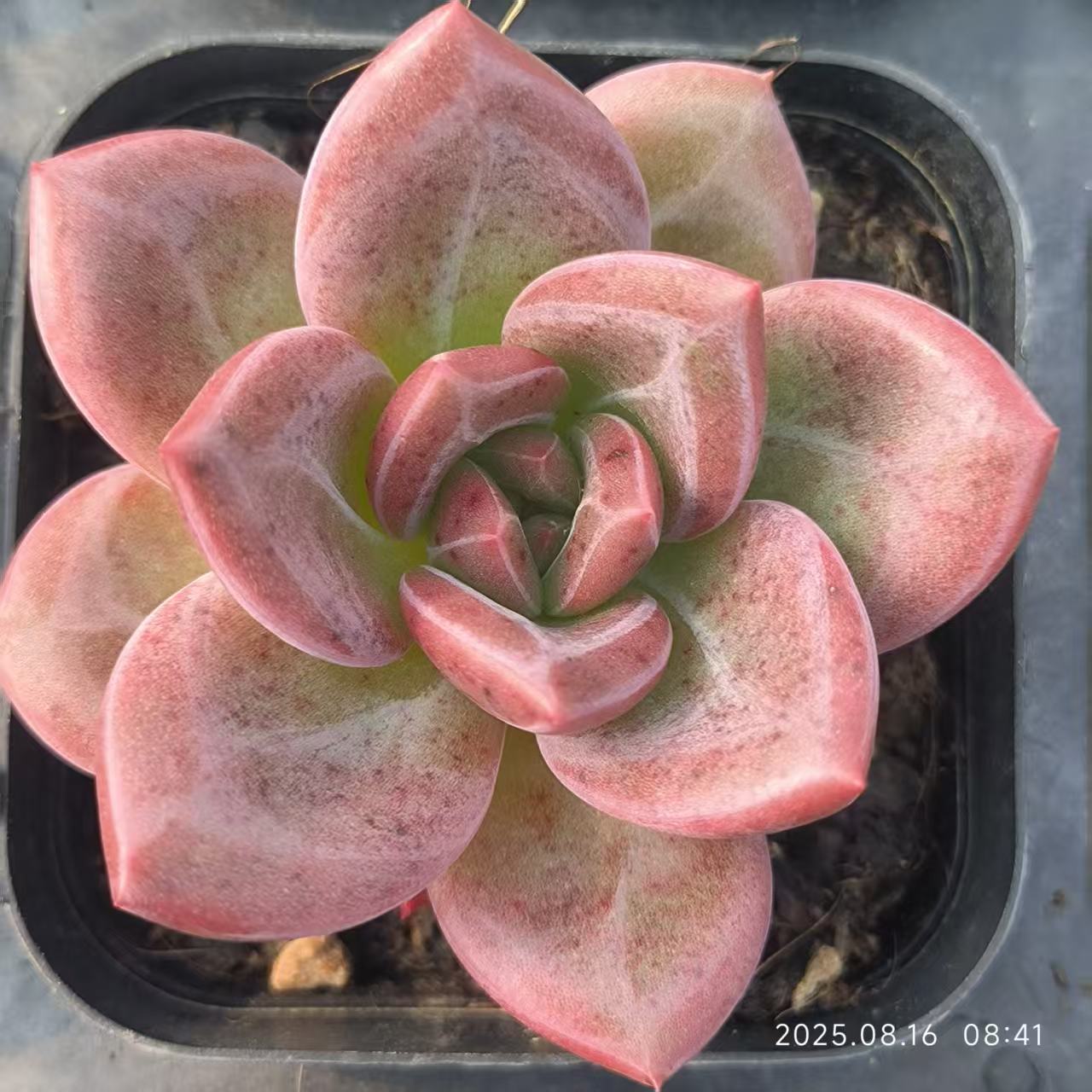 LG651 タイガー スキン(6.5cm pot)