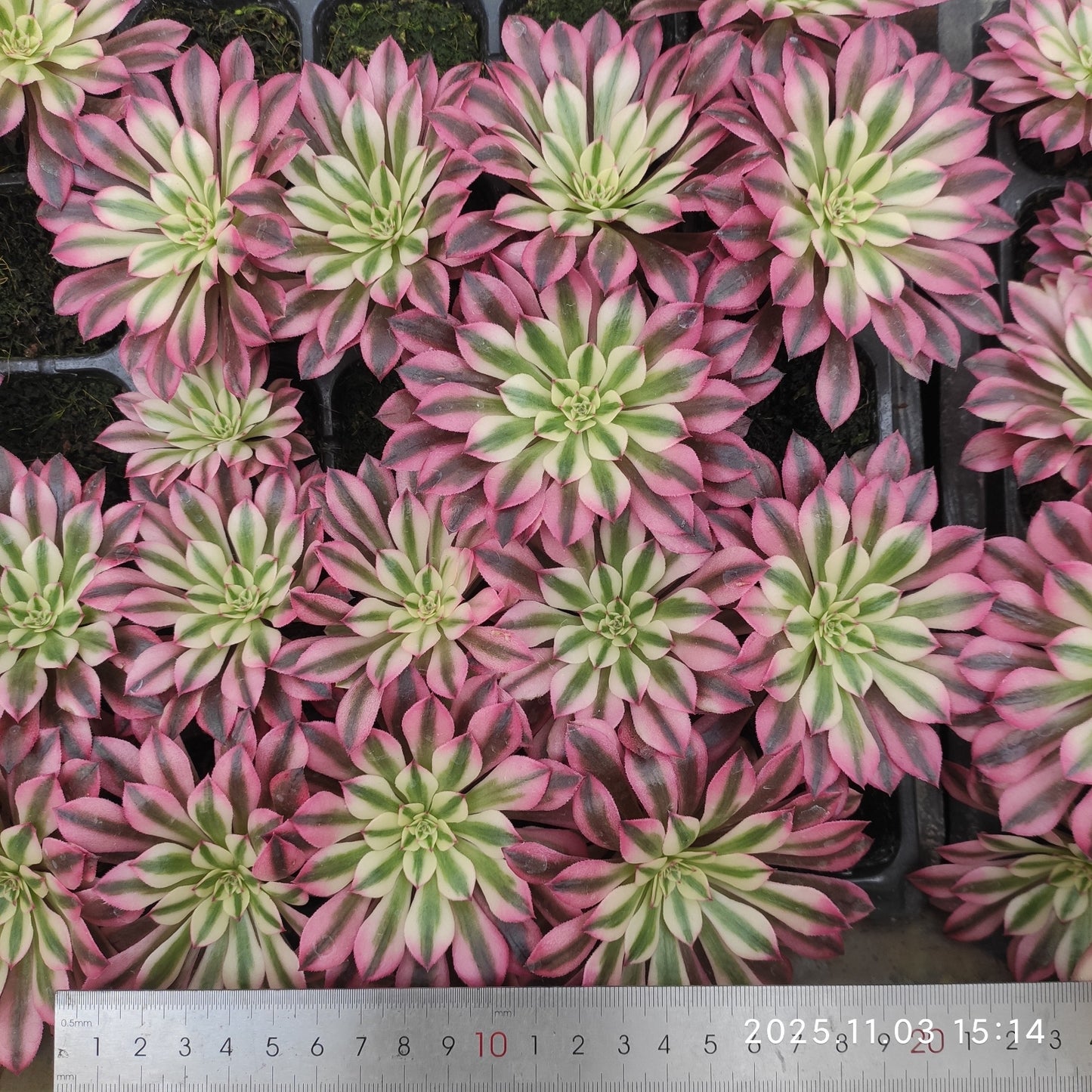 22314 レッド・レパード(6cm pot)