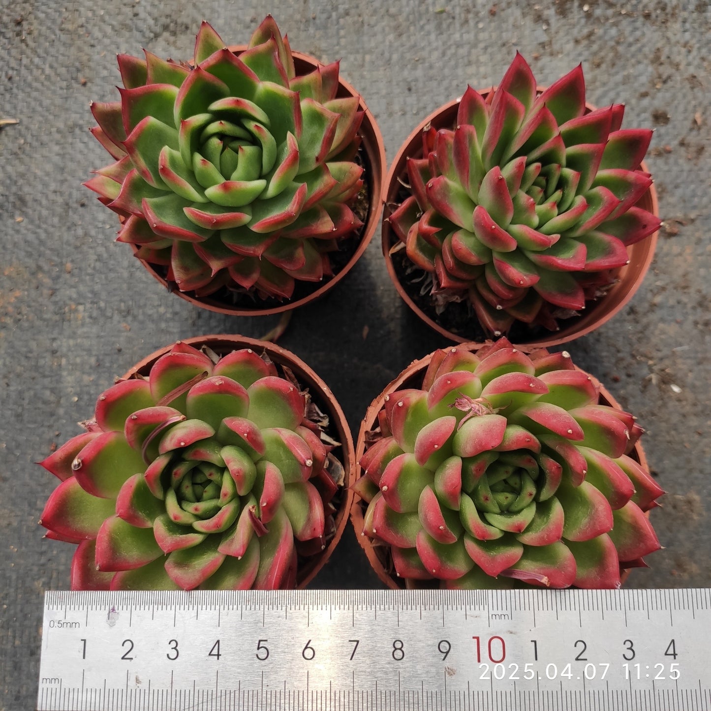 DQ126 レッドアガボイデス x ロメオ(9cm pot)