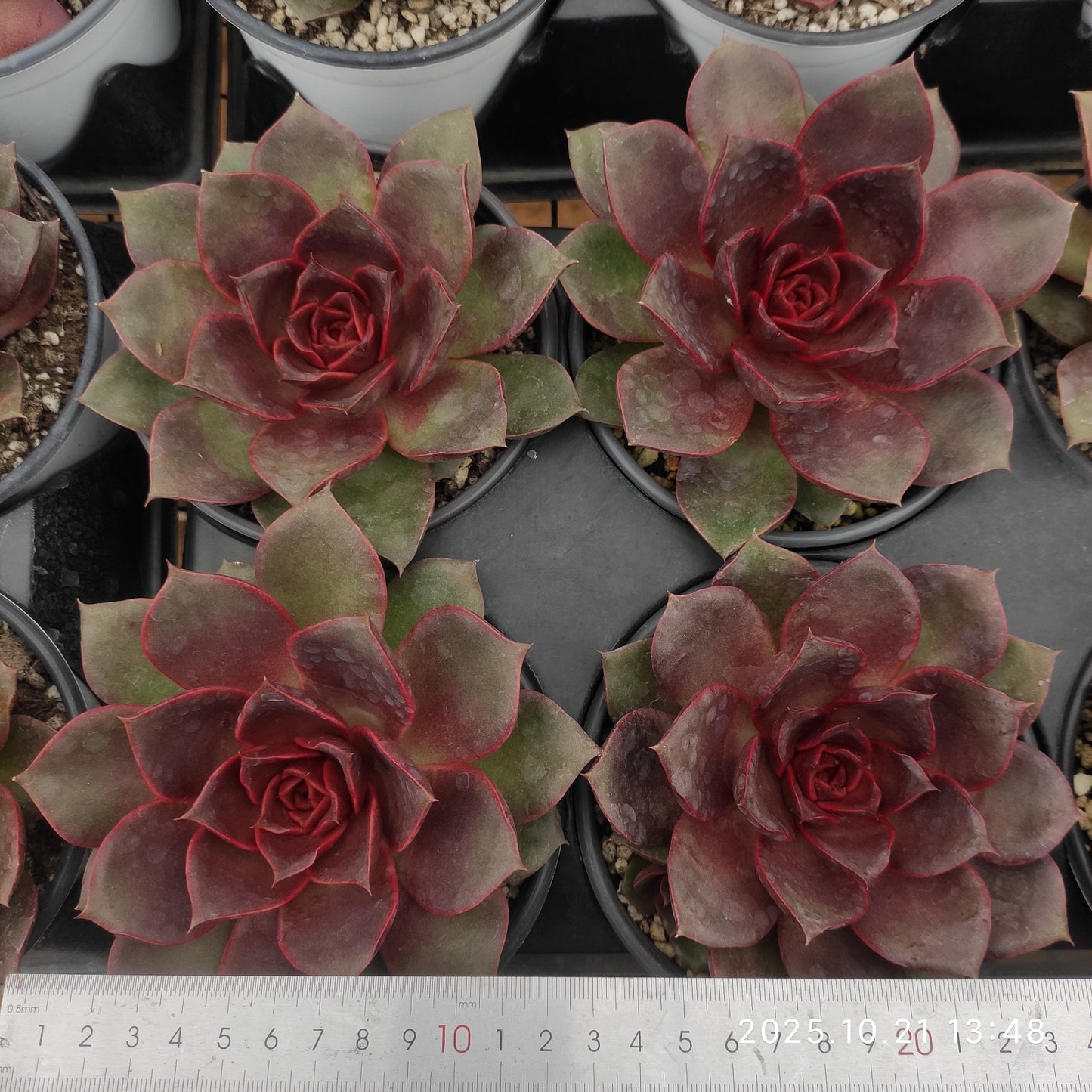 21909 レッドローズ(12.5cm pot)