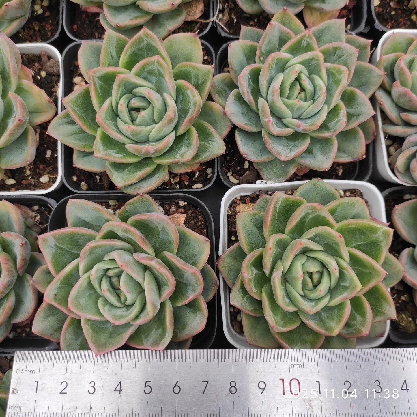 22274 オリジナル ブルー サープライズ x シャンペイン(7cm pot)