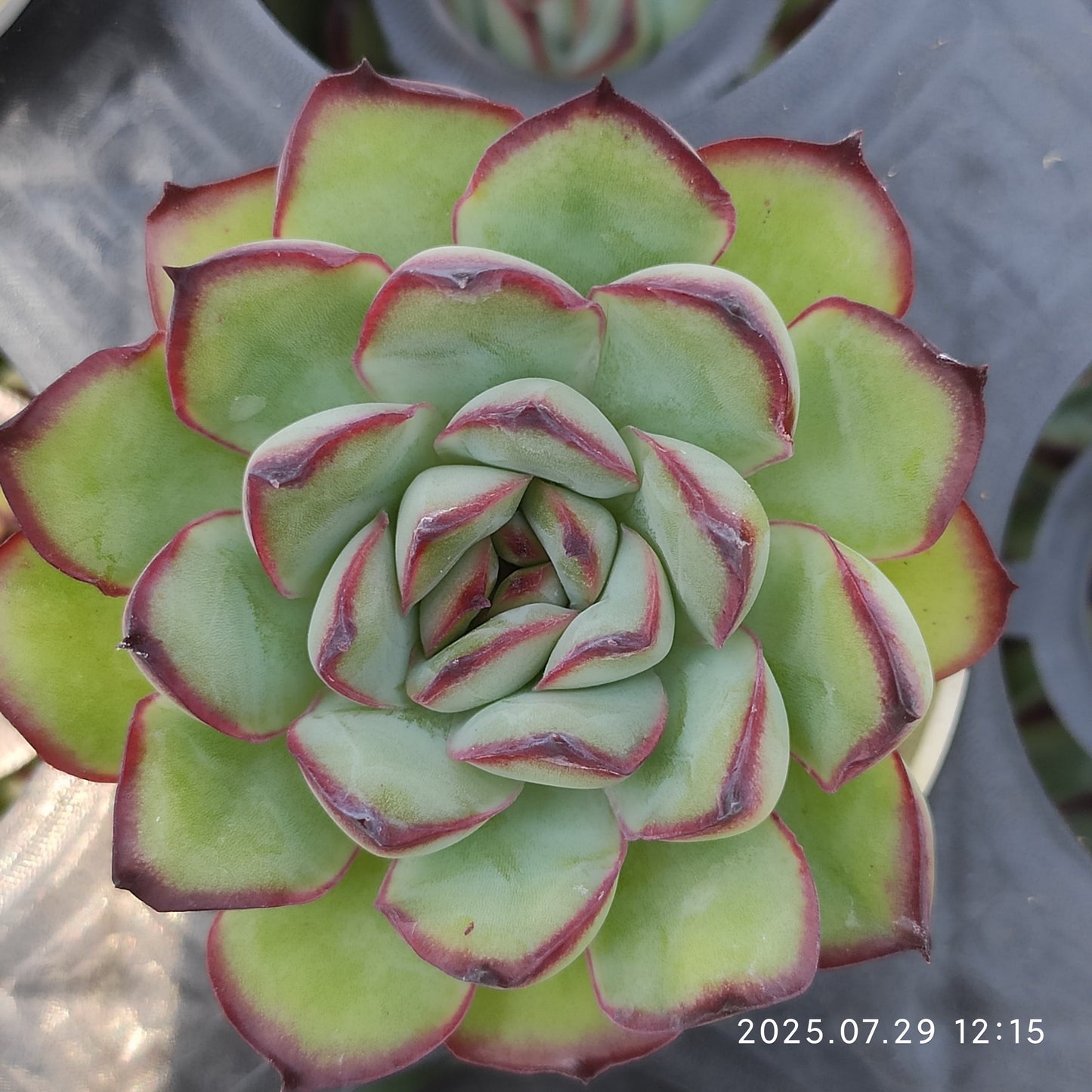 ZZA159 メキシコプリドニス(5.5cm pot)