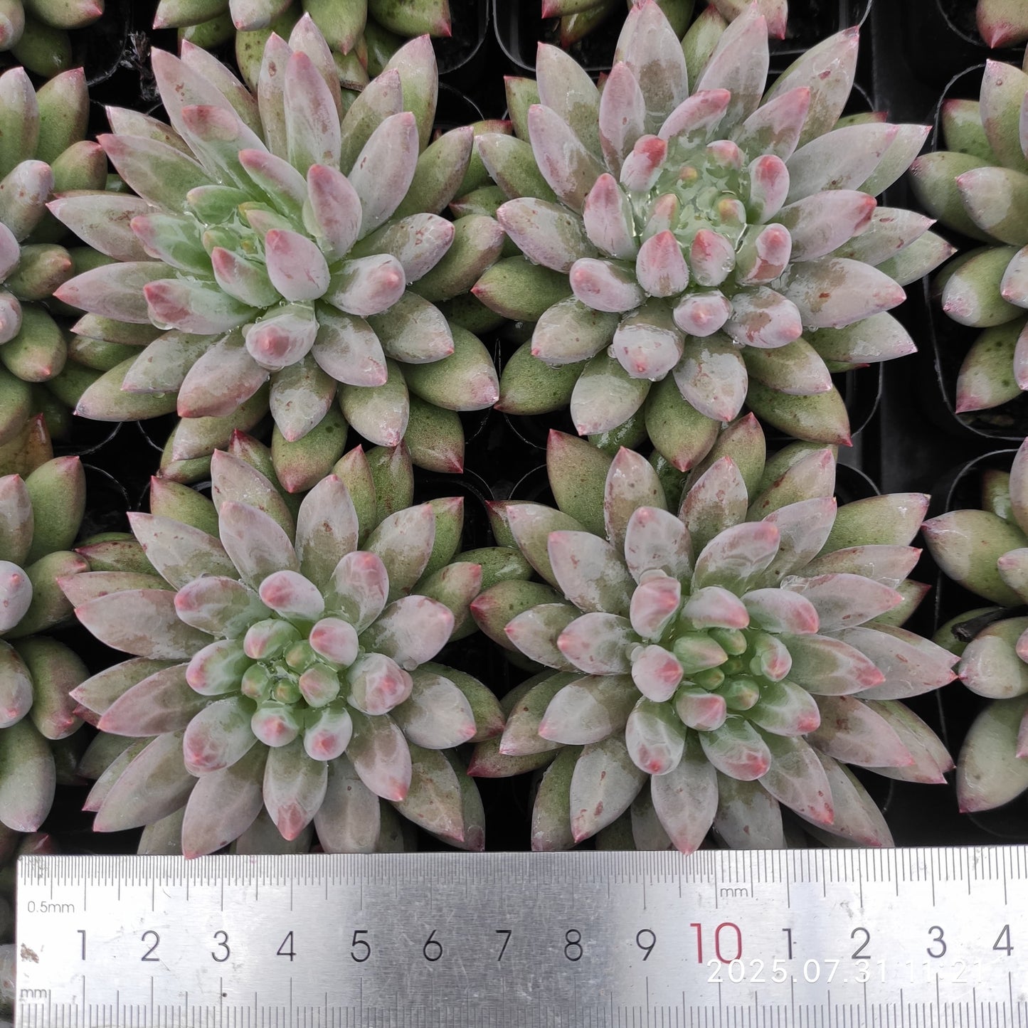 MMT834 チェリーズ(7cm pot)