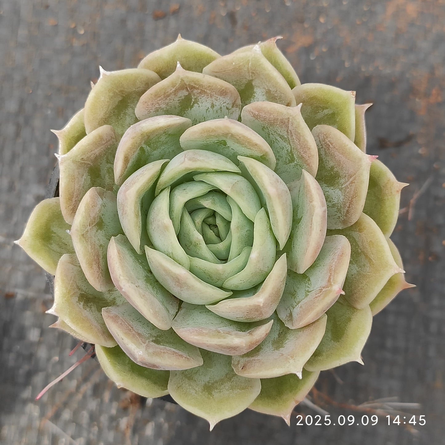 MMT683 オンスロー (5.5cm pot)