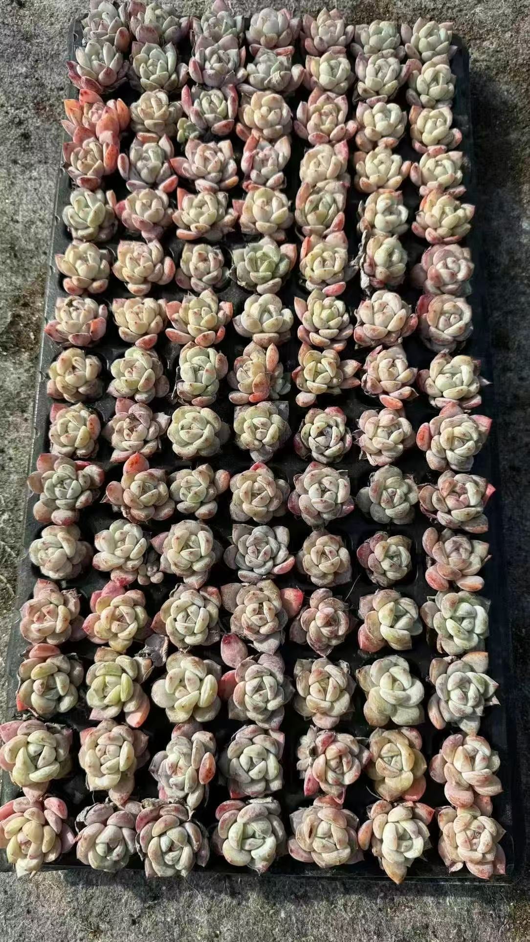 XS1050 ジェリーオレンジHyb(3cm pot)