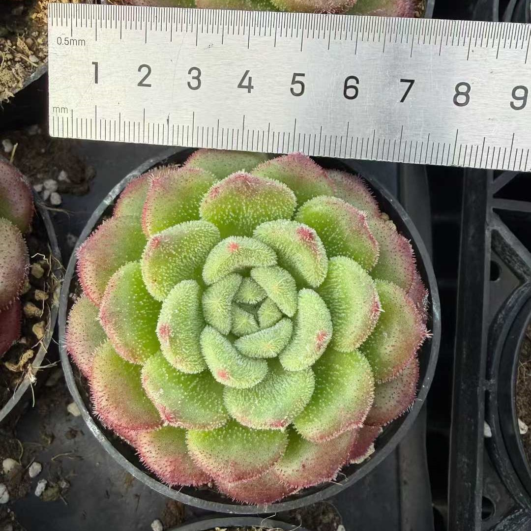 23623 キャロル(9cm pot)