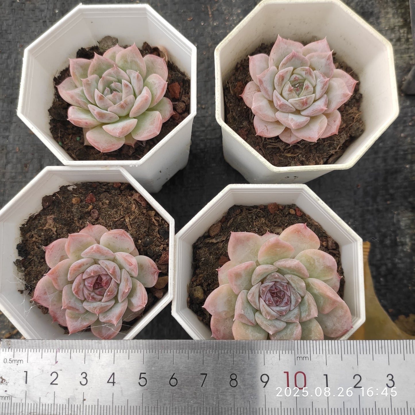 DQ155 アイススピリット(7cm pot)