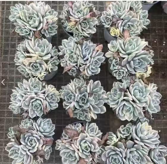 24644 マケベニア錦