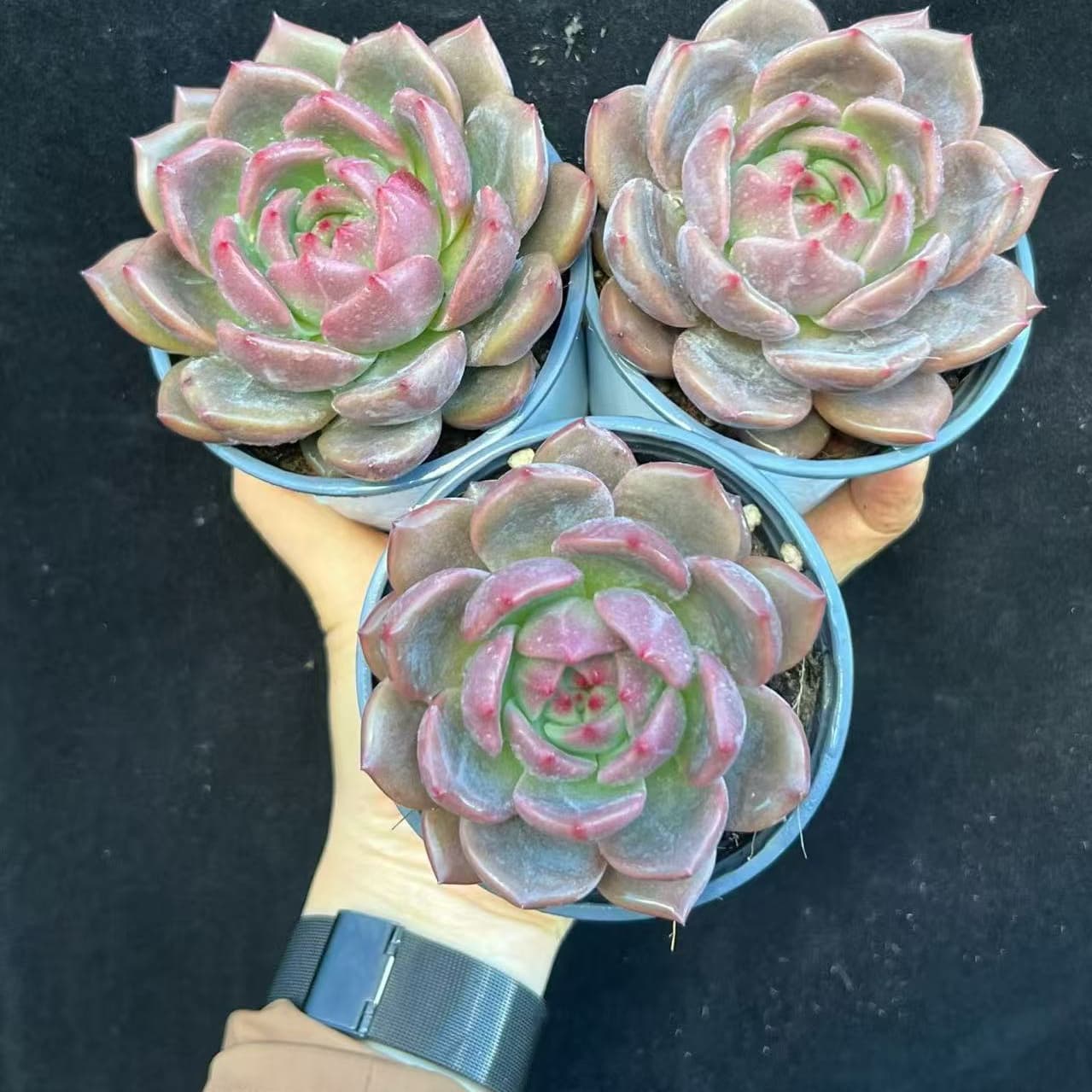 BL2050 シャルルローズ(9cm pot)