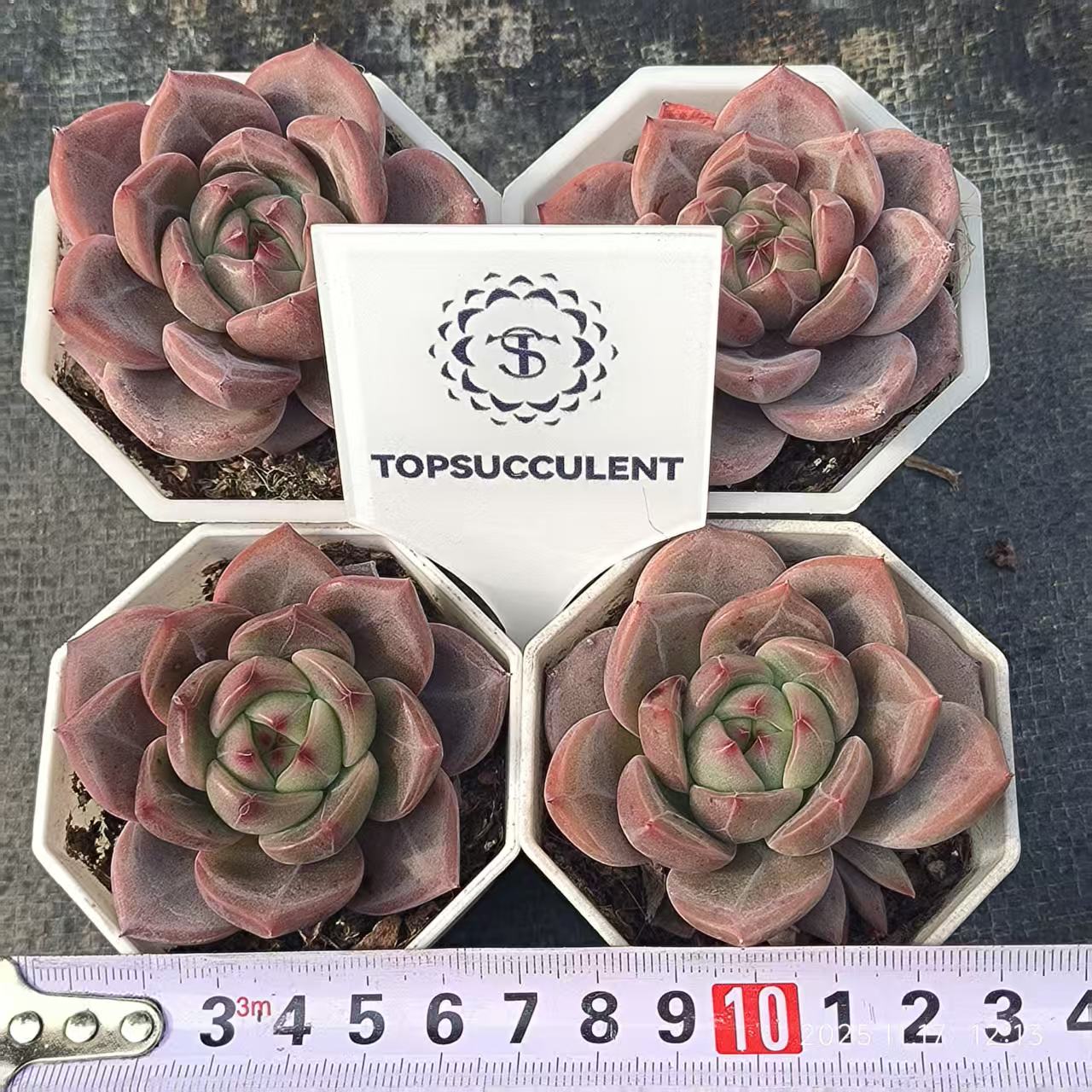 8964 オレンジモンロー×ロビン(6.5cm pot)