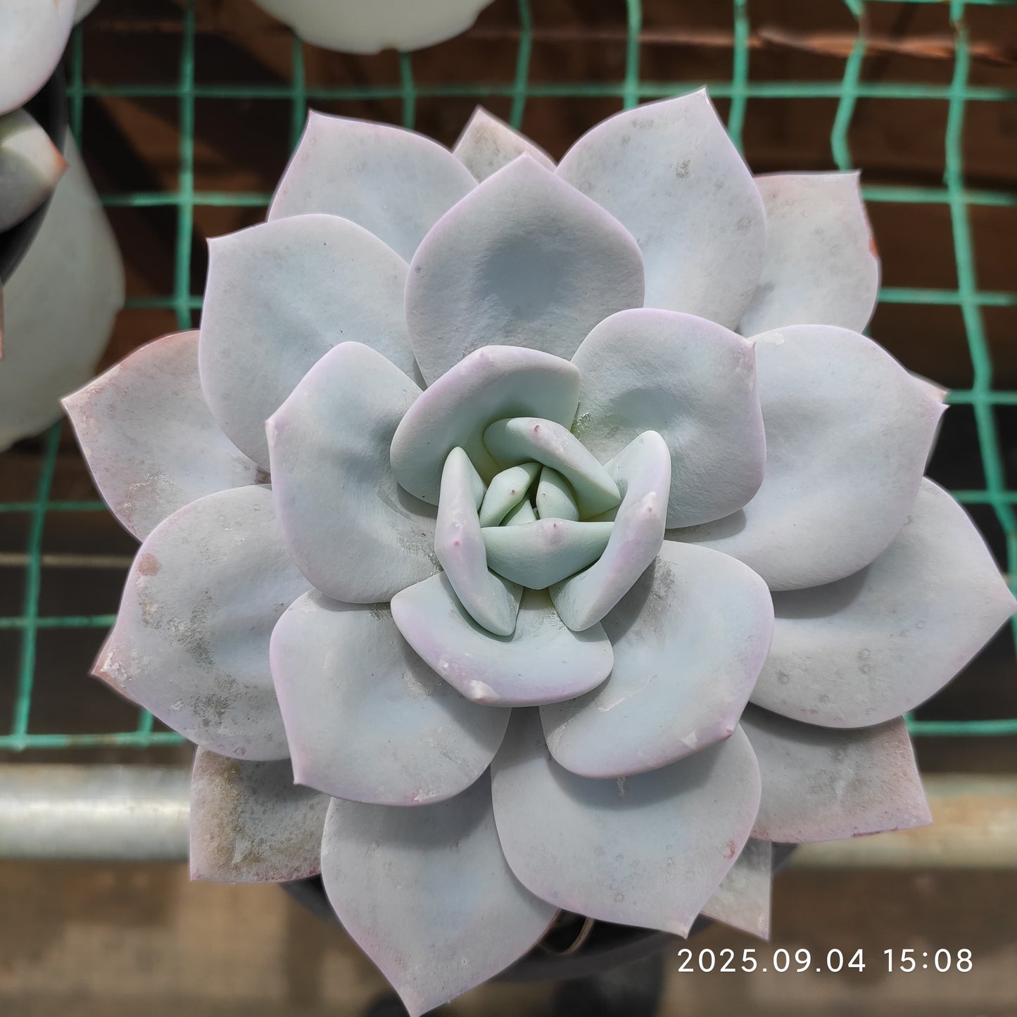 MMY1266 ミルクティー(12cm pot)