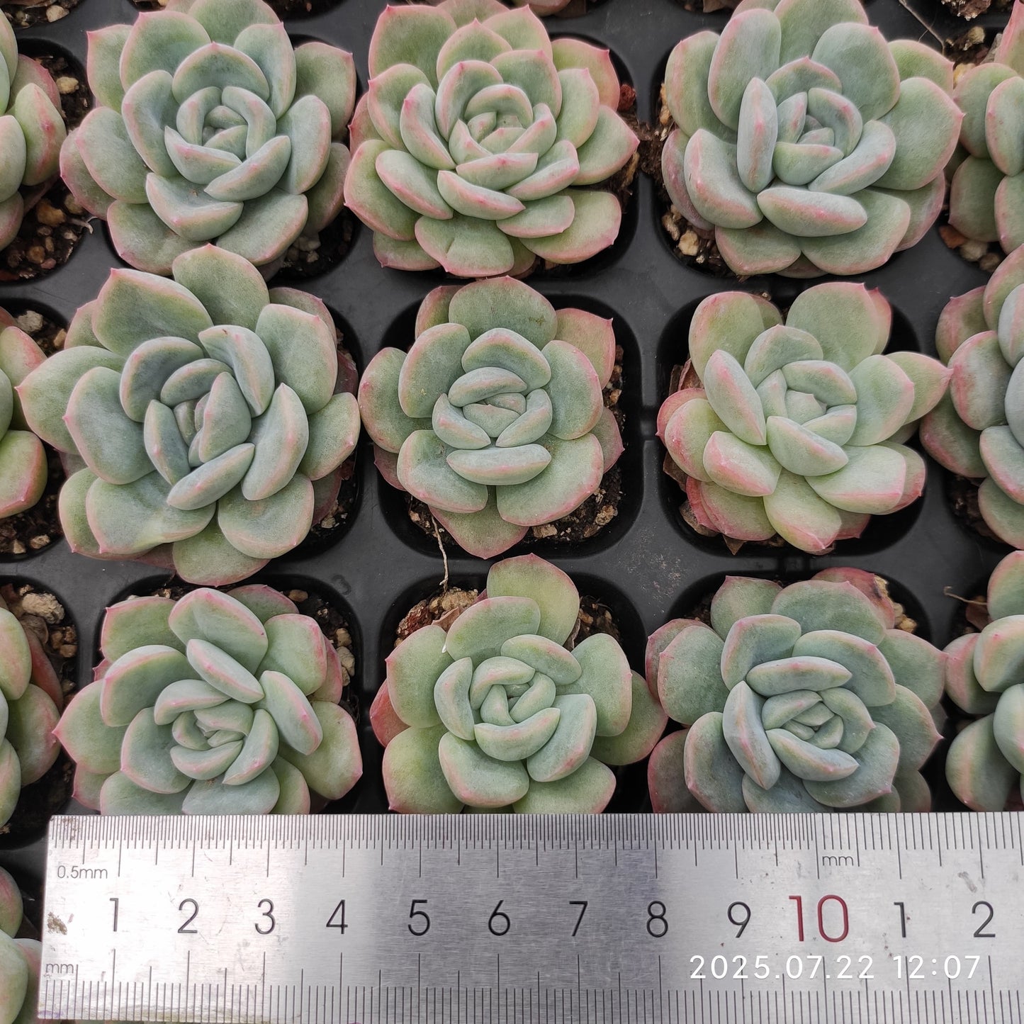RC121 アマビルHyb(3cm pot)