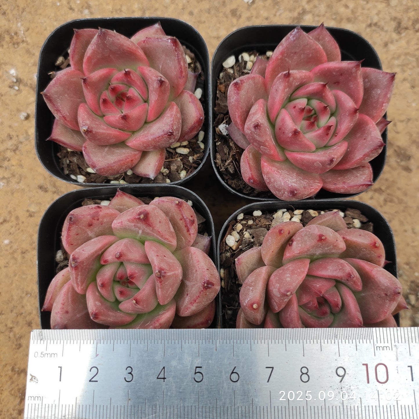 MMY990 ロカ(6.3cm pot)