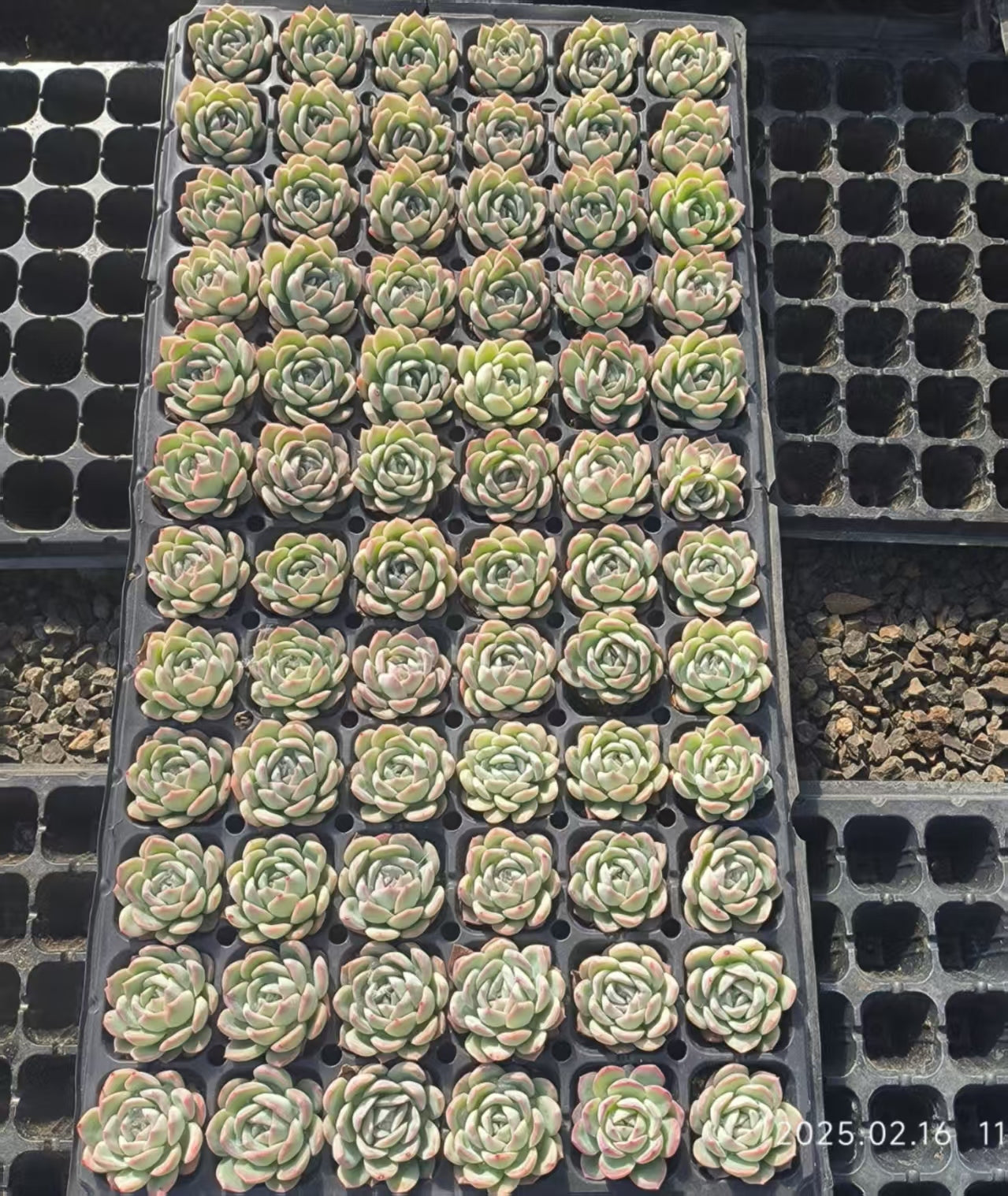 19418 スリョン(4cm pot)(ポット苗)