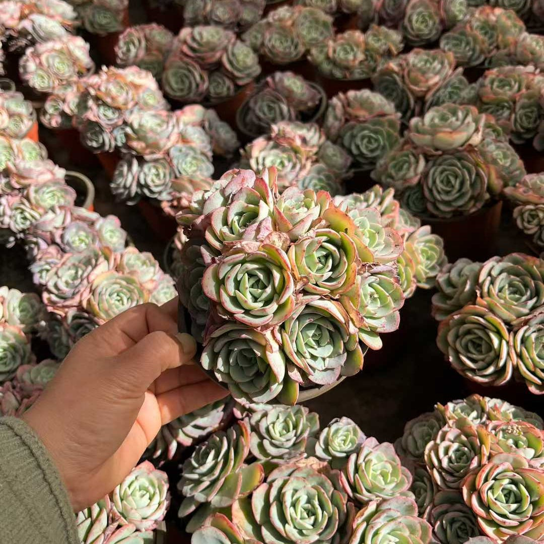 23558 ピーチス&クリーム(12cm pot)