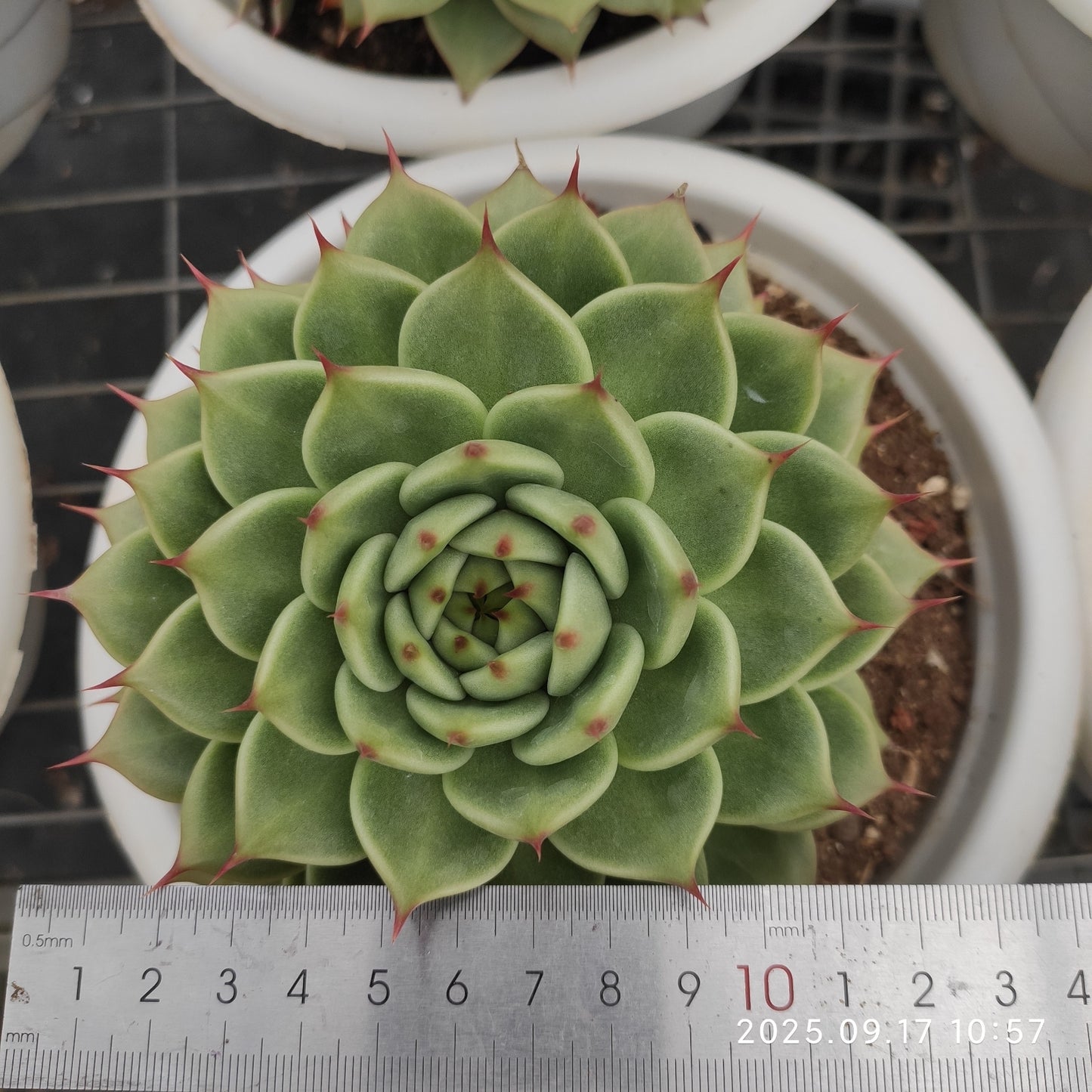 NGN383 トスカーナ(23cm pot)