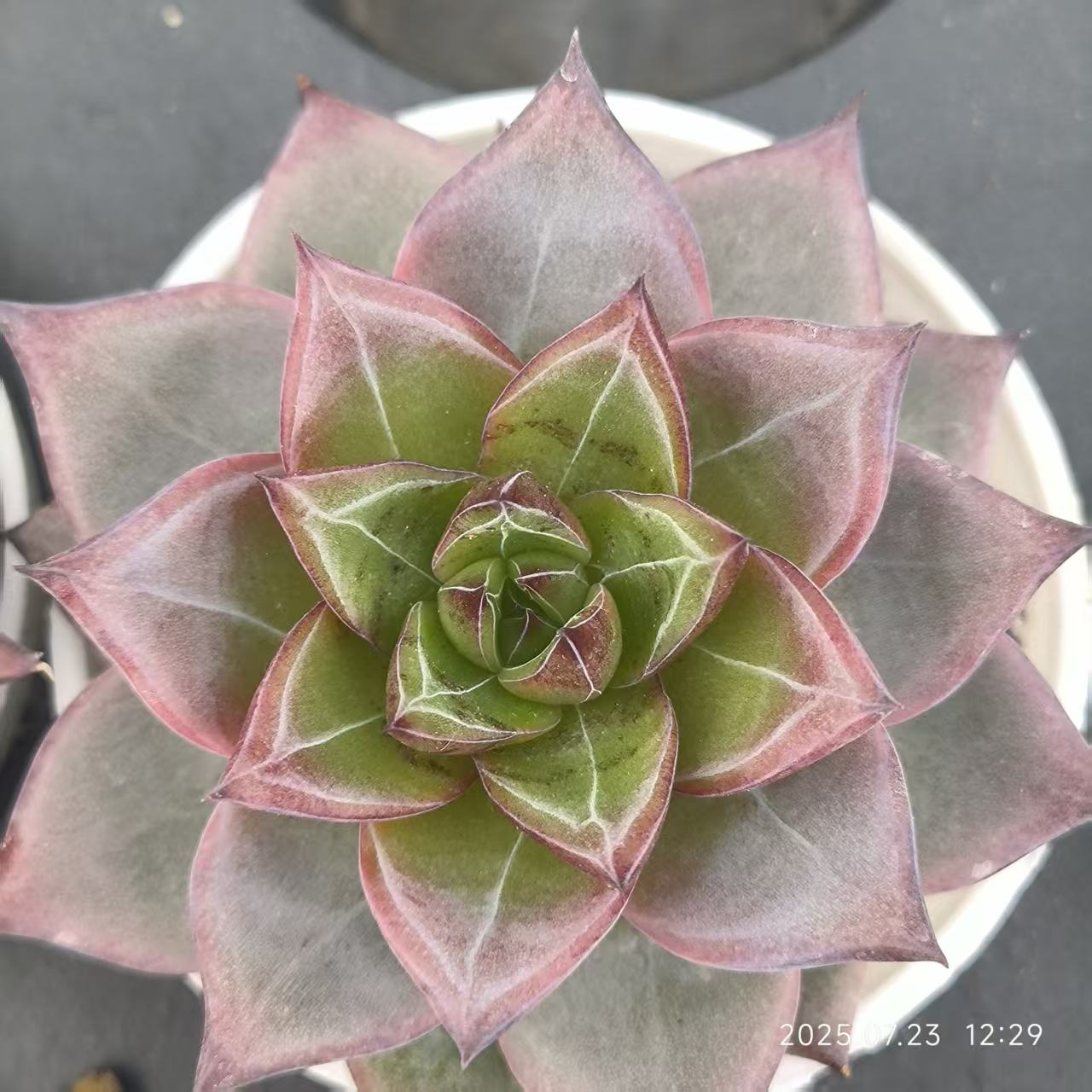 XL004 フラミンゴ(6cm pot)