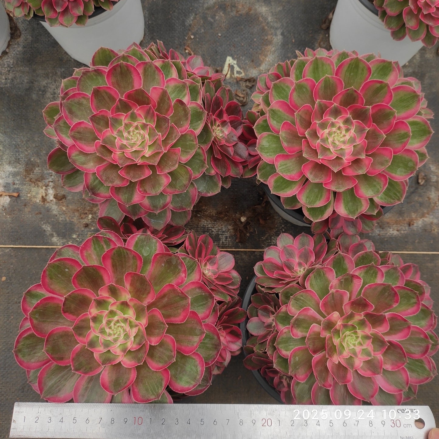 ON662 ピーコック フェザーズ(17cm pot)