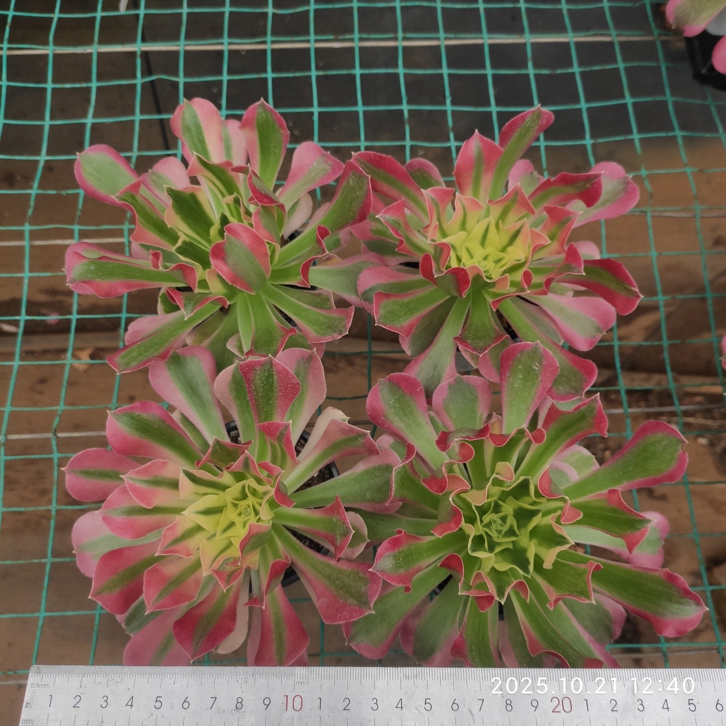 MMY1323 ウィッチ(5.5cm pot)